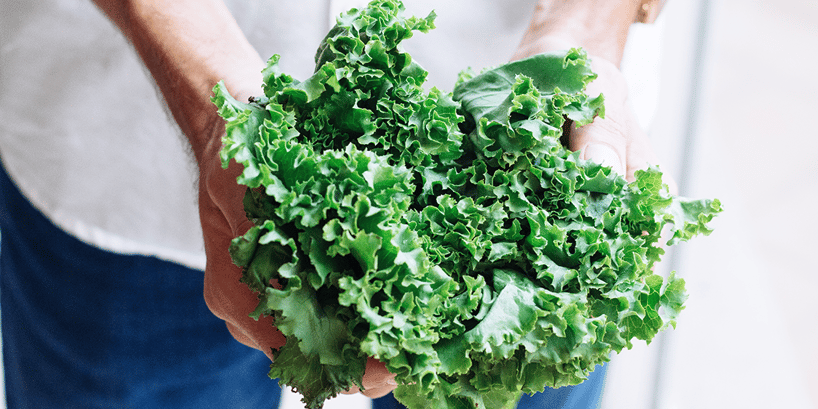 hand holding lettuce vegetable