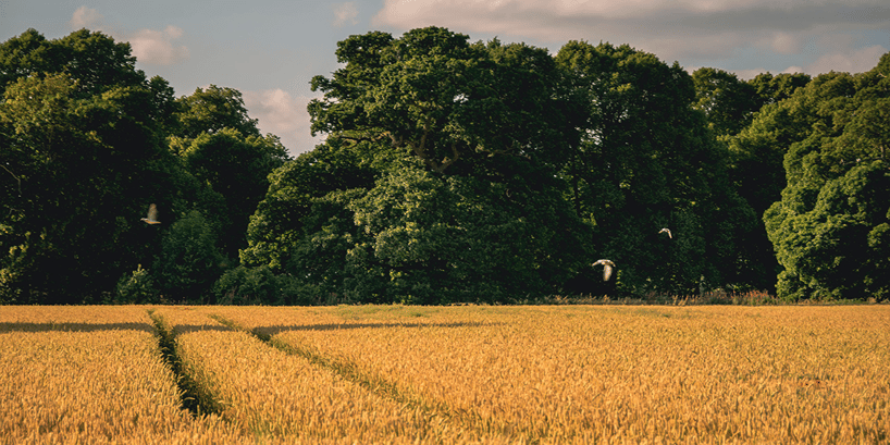 trees and crop field