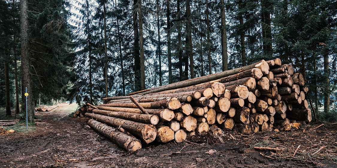 Safety Tips for Forestry and Logging Employees to Minimize Accidents