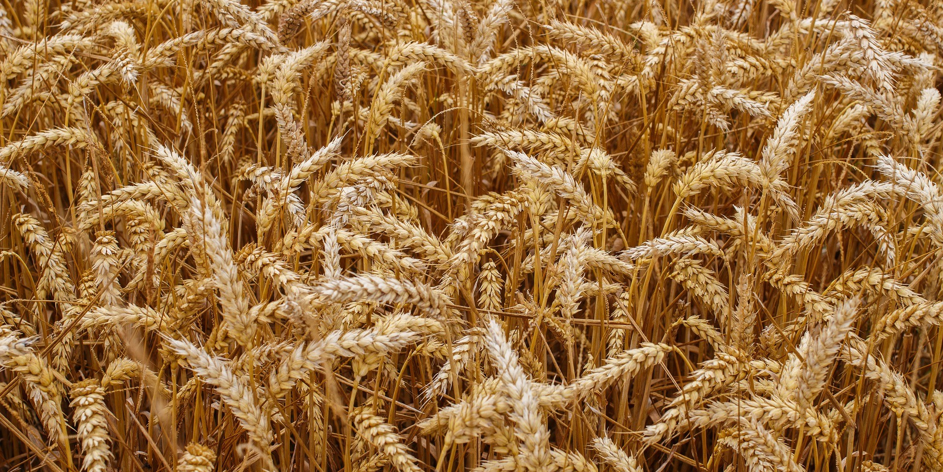 4 Hazards for Grain Handling Facility Operators